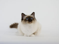 birman 19