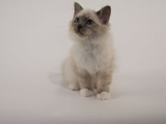 birman 20