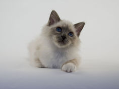 birman 21