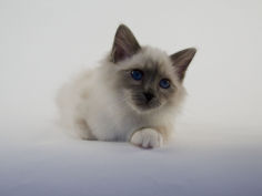 birman 22