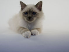birman 23