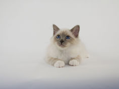 birman 24