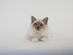 birman 25