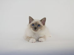 birman 26