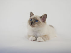 birman 27