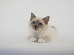 birman 28