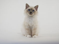 birman 29