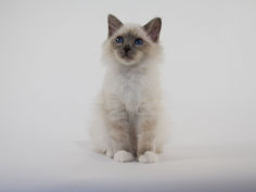 birman 30