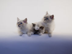 birman 31
