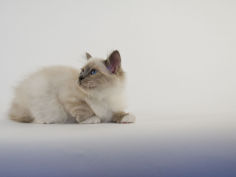 birman 32