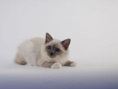 birman 33