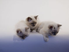 birman 34
