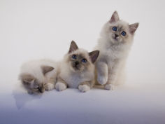 birman 35