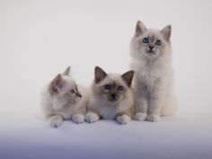 birman 36