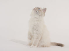 birman 37