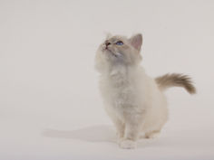 birman 38