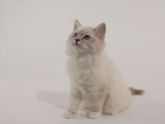 birman 40