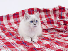 birman 41