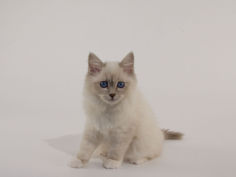 birman 42