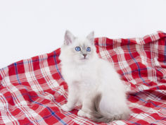 birman 43