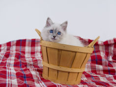 birman 44
