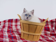 birman 45