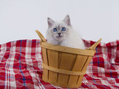 birman 46