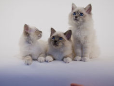 birman 47
