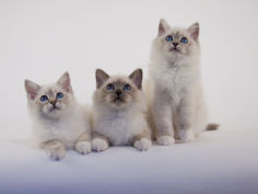 birman 48