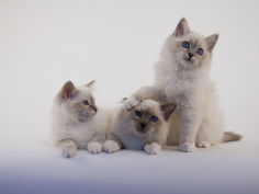 birman 49