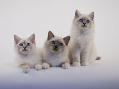 birman 51