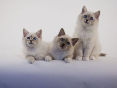 birman 52