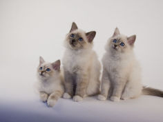 birman 53