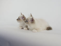 birman 54