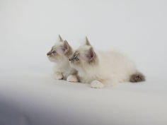 birman 55