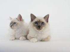 birman 56