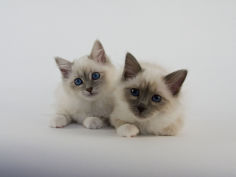 birman 57