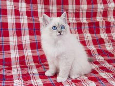 birman 58