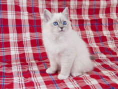 birman 60