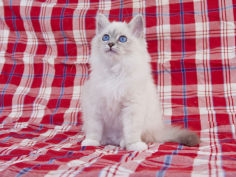 birman 61