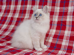 birman 62