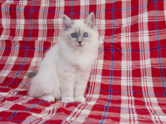 birman 63