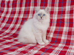 birman 64