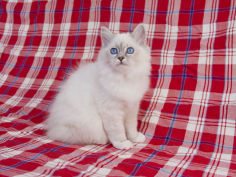 birman 65