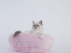 birman 66