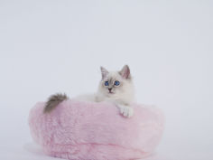 birman 67