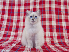 birman 68
