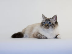 birman 69