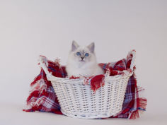 birman 70