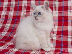 birman cat hd